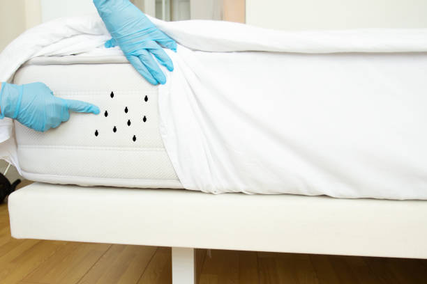 Inspection d’un matelas avec des mains gantées et des insectes visibles sur le tissu